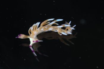 Media type: image;   Malacology 393738 Description: live specimen;